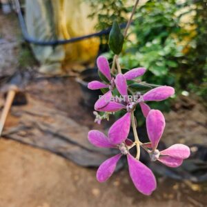 congea (petrea pink) plant – rare cascading flowering creeper