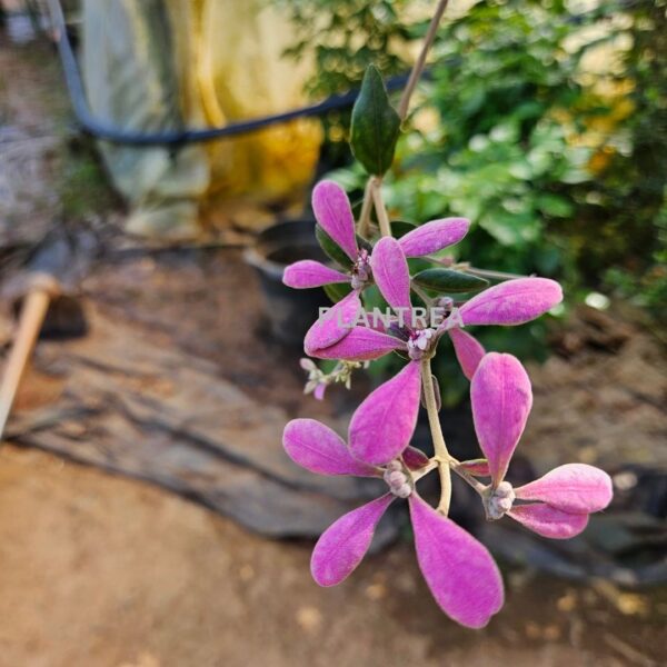 congea (petrea pink) plant – rare cascading flowering creeper