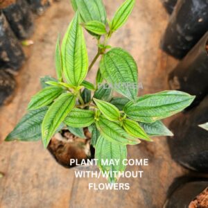 melastoma purple plant – hardy flowering shrub | five petaled purple flowers for borders & landscapes