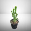 cactus plant in 4 inch pot – low maintenance indoor & outdoor plant