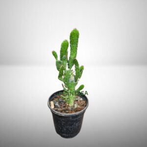 cactus plant in 4 inch pot – low maintenance indoor & outdoor plant