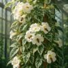 tecoma variegated plant | live ornamental shrub with white flowers & variegated foliage | indoor outdoor garden plant