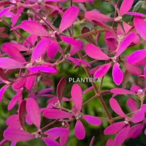 congea (petrea pink) plant – rare cascading flowering creeper