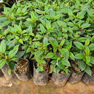 melastoma purple plant – hardy flowering shrub | five petaled purple flowers for borders & landscapes