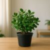 jade plant in 4 inch black pot – lucky indoor succulent for home & office decor