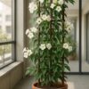 tecoma white flower plant (tecoma stans 'alba') – 10 to 12 inch live plant