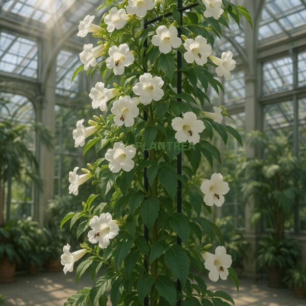 tecoma white flower plant (tecoma stans 'alba') – 10 to 12 inch live plant tecoma white flower plant (tecoma stans 'alba') – 10 to 12 inch live plant