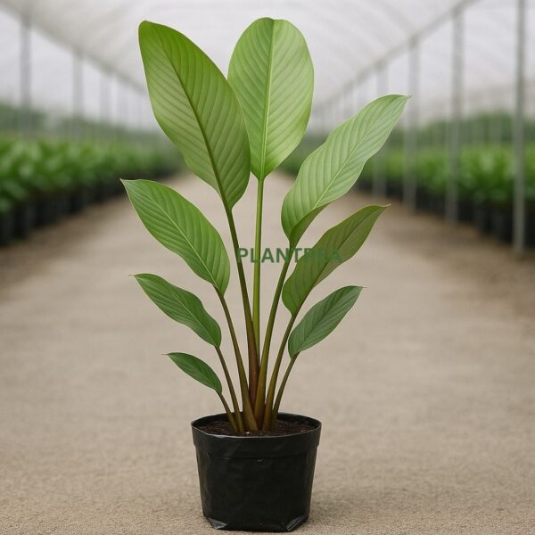 calathea lutea plant – tall, elegant tropical foliage (15–18 inches) calathea lutea plant – tall, elegant tropical foliage (15–18 inches)