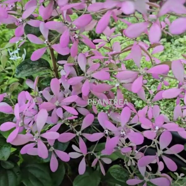congea (petrea pink) plant – rare cascading flowering creeper