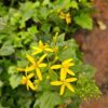yellow bridal bouquet plant – rare flowering climber