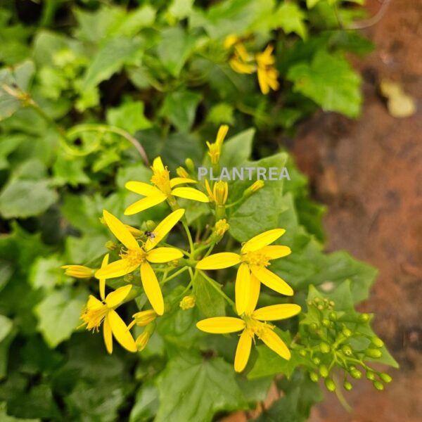 yellow bridal bouquet plant – rare flowering climber