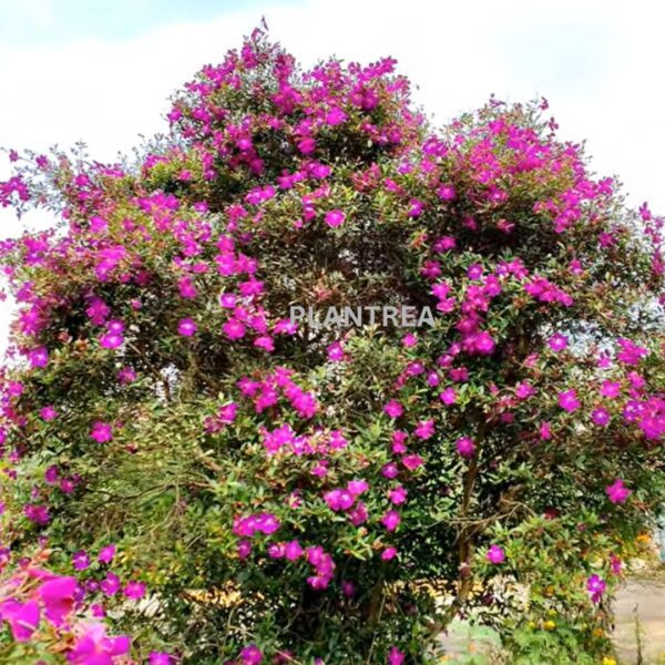 melastoma purple plant – hardy flowering shrub | five petaled purple flowers for borders & landscapes