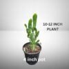 cactus plant in 4 inch pot – low maintenance indoor & outdoor plant