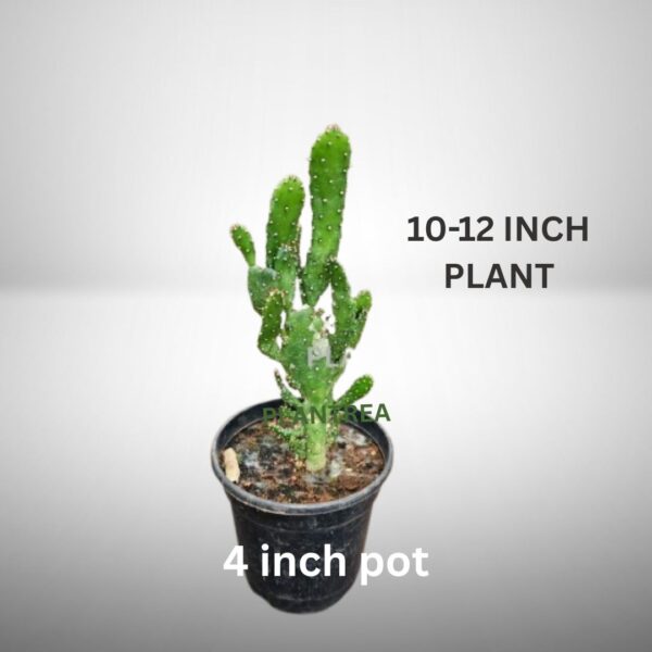 cactus plant in 4 inch pot – low maintenance indoor & outdoor plant