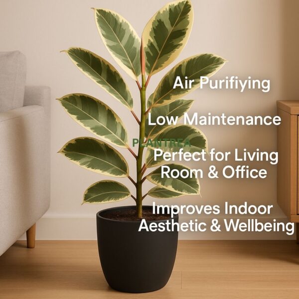rubber plant variegated – ficus elastica in 4 inch black pot | indoor air purifying plant