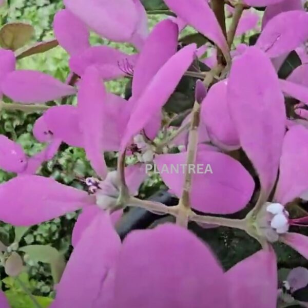congea (petrea pink) plant – rare cascading flowering creeper