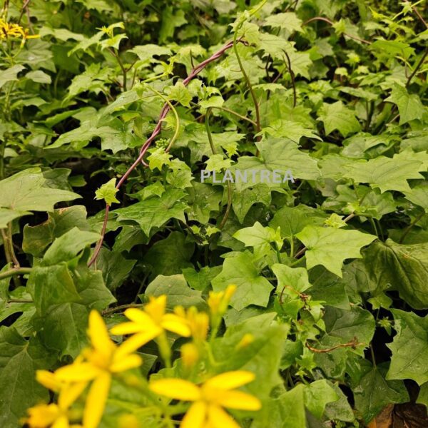 yellow bridal bouquet plant – rare flowering climber