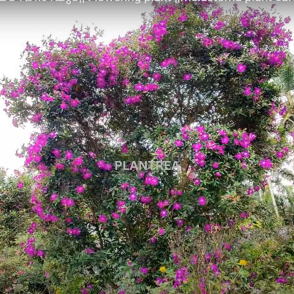 melastoma purple plant – hardy flowering shrub | five petaled purple flowers for borders & landscapes