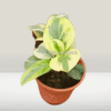 peperomia variegated in pot – compact indoor decorative plant