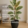 rubber plant variegated – ficus elastica in 4 inch black pot | indoor air purifying plant