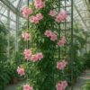 tecoma pink flower plant – vibrant pink trumpet blooms, fast growing ornamental shrub for garden & balcony