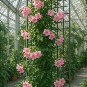 tecoma pink flower plant – vibrant pink trumpet blooms, fast growing ornamental shrub for garden & balcony