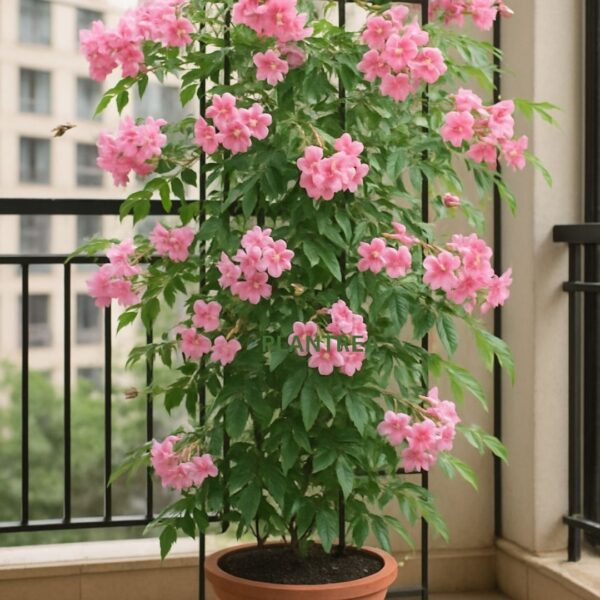 tecoma pink flower plant – vibrant pink trumpet blooms, fast growing ornamental shrub for garden & balcony tecoma pink flower plant – vibrant pink trumpet blooms, fast growing ornamental shrub for garden & balcony