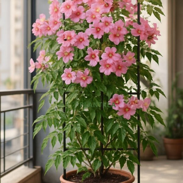 tecoma pink flower plant – vibrant pink trumpet blooms, fast growing ornamental shrub for garden & balcony tecoma pink flower plant – vibrant pink trumpet blooms, fast growing ornamental shrub for garden & balcony