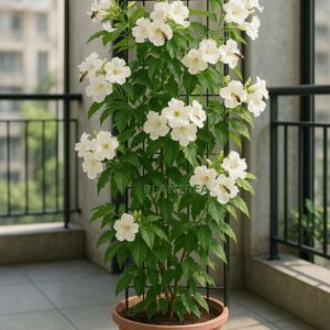 tecoma white flower plant (tecoma stans 'alba') – 10 to 12 inch live plant