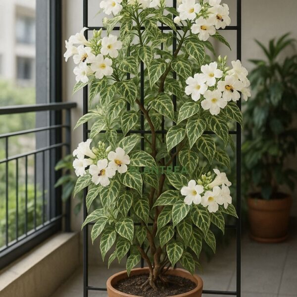 tecoma variegated plant | live ornamental shrub with white flowers & variegated foliage | indoor outdoor garden plant tecoma variegated plant | live ornamental shrub with white flowers & variegated foliage | indoor outdoor garden plant