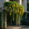 golden cascade plant – bright yellow flowering creeper for garden & outdoor spaces