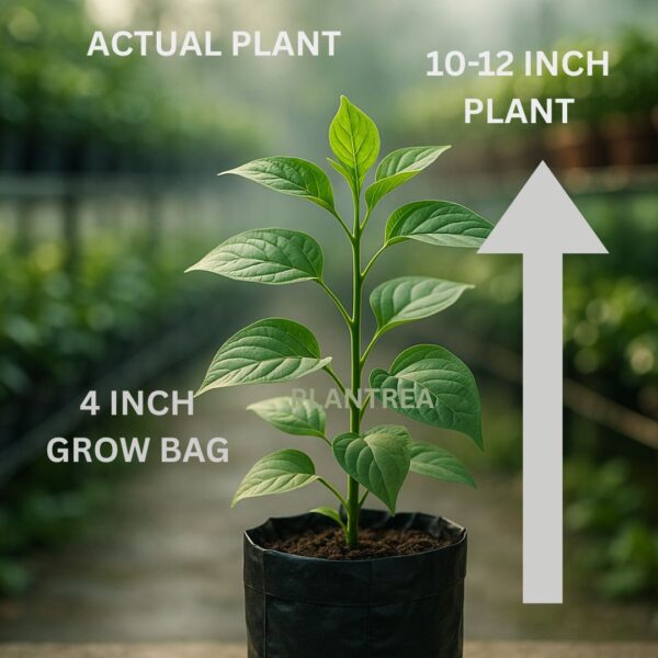 tecoma variegated plant | live ornamental shrub with white flowers & variegated foliage | indoor outdoor garden plant rubber plant variegated – stunning ficus elastica in 4 inch black pot | indoor air purifying plant