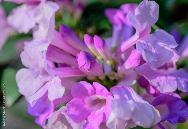 garlic vine plant – mansoa alliacea | fragrant purple blooms | ornamental climber