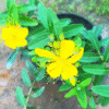 melastoma yellow plant – rare yellow flowering shrub | hardy ornamental garden plant