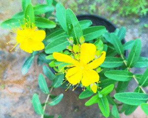 melastoma yellow plant – rare yellow flowering shrub | hardy ornamental garden plant
