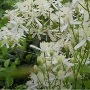 bridal bouquet plant (stephanotis floribunda) – madagascar jasmine / hawaiian wedding flower