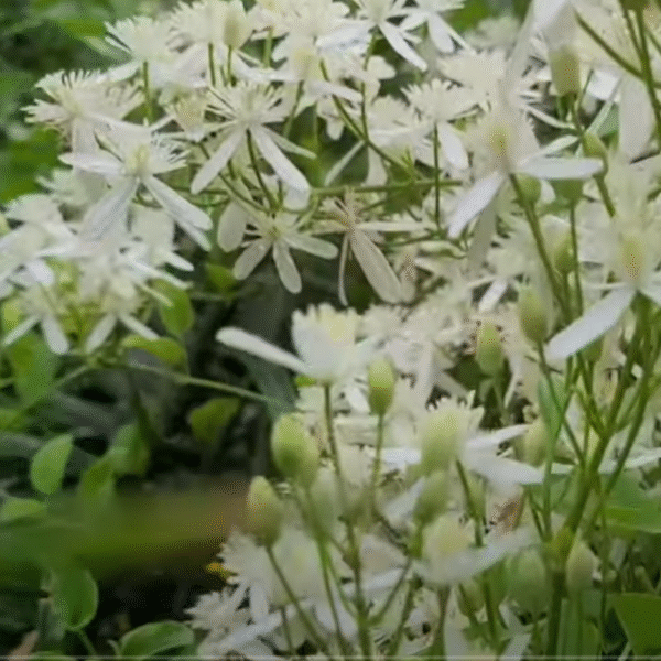 bridal bouquet plant (stephanotis floribunda) – madagascar jasmine / hawaiian wedding flower