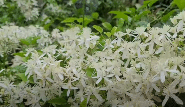 bridal bouquet plant (stephanotis floribunda) – madagascar jasmine / hawaiian wedding flower