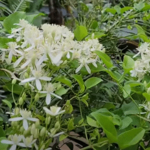 bridal bouquet plant (stephanotis floribunda) – madagascar jasmine / hawaiian wedding flower