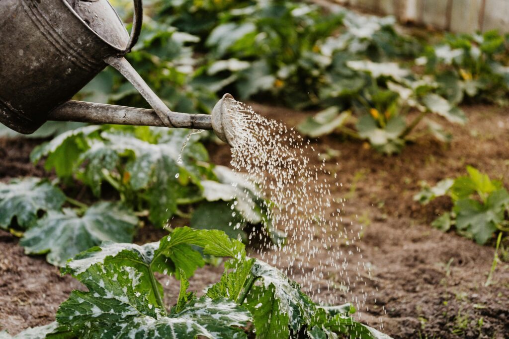 pexels photo 4750274 4750274 Close-up of a watering can nurturing green plants in a garden, promoting growth.