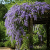 petrea purple wreath vine | buy petrea volubilis online plantrea