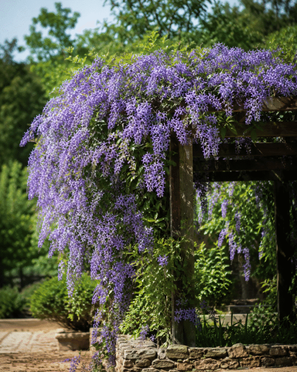 petrea purple wreath vine | buy petrea volubilis online plantrea