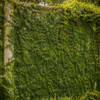 wall creeper (ficus pumila) evergreen climbing vine