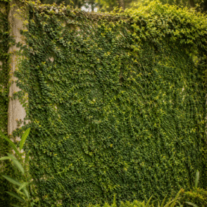 wall creeper (ficus pumila) evergreen climbing vine