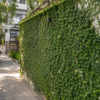 wall creeper (ficus pumila) evergreen climbing vine