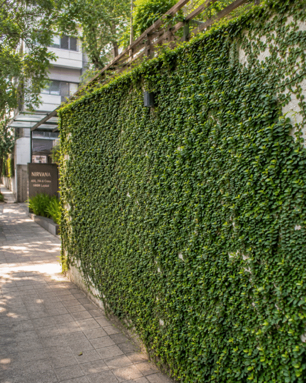 wall creeper (ficus pumila) evergreen climbing vine