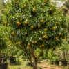 achachairu graft (garcinia humilis) tropical fruit tree