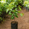 achachairu graft (garcinia humilis) tropical fruit tree