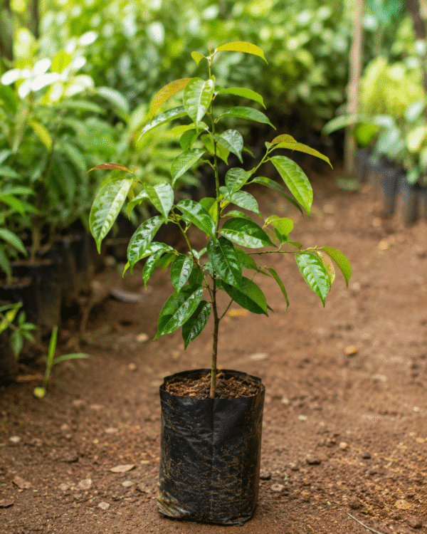 achachairu graft (garcinia humilis) tropical fruit tree