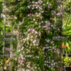 pink jasmine (jasminum polyanthum) fragrant climbing plant